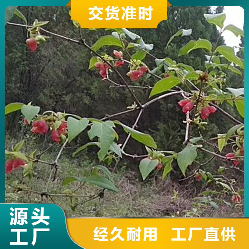 杈杷果李子苗根据要求定制