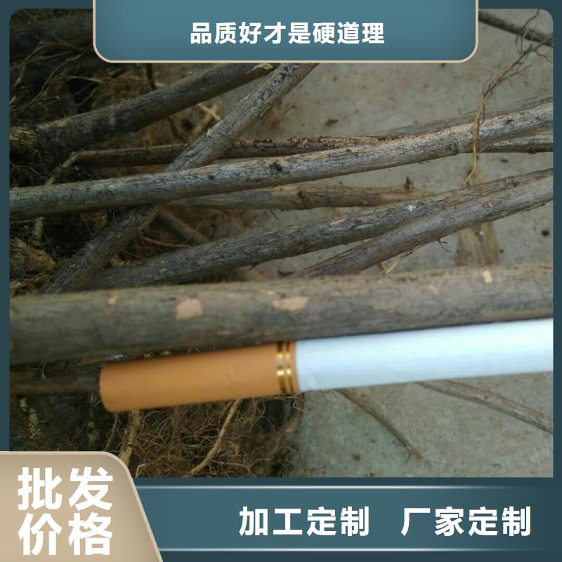 杈杷果_李子苗多年经验值得信赖