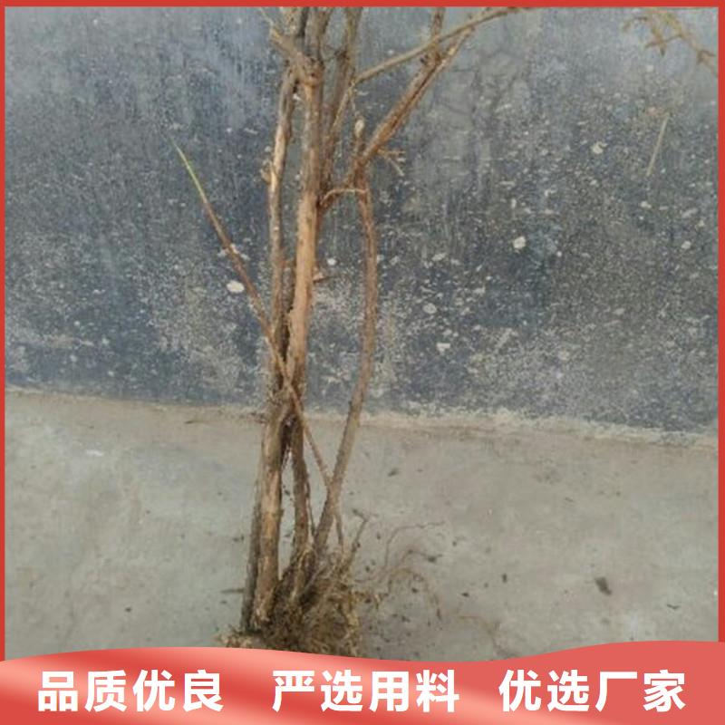 杈杷果梨树苗好产品不怕比