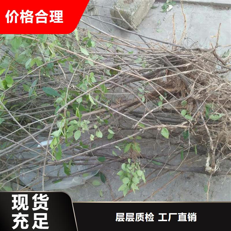 杈杷果_苹果苗无中间商厂家直销