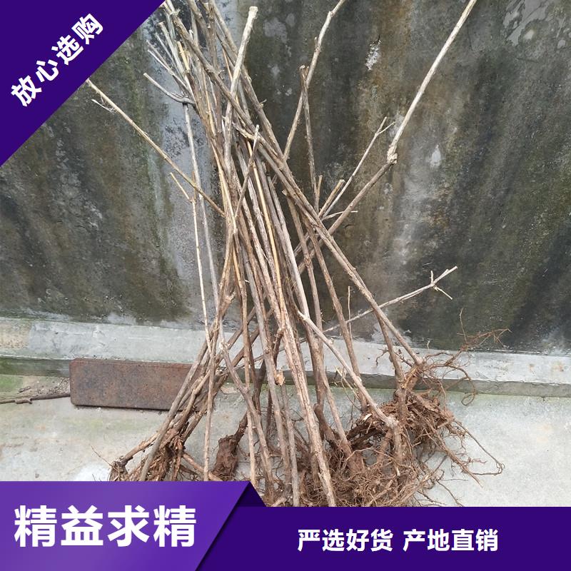 杈杷果_李子苗多年经验值得信赖