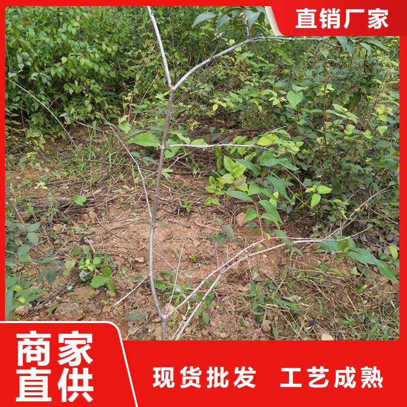杈杷果樱桃苗规格齐全实力厂家