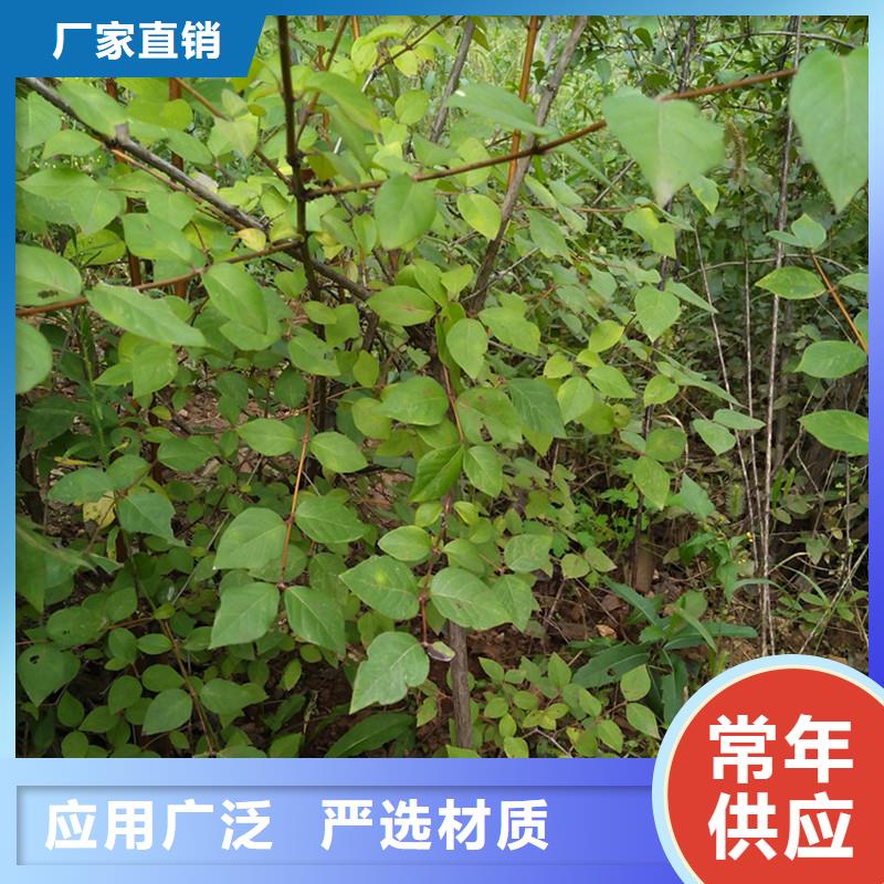 杈杷果_李子苗多年经验值得信赖