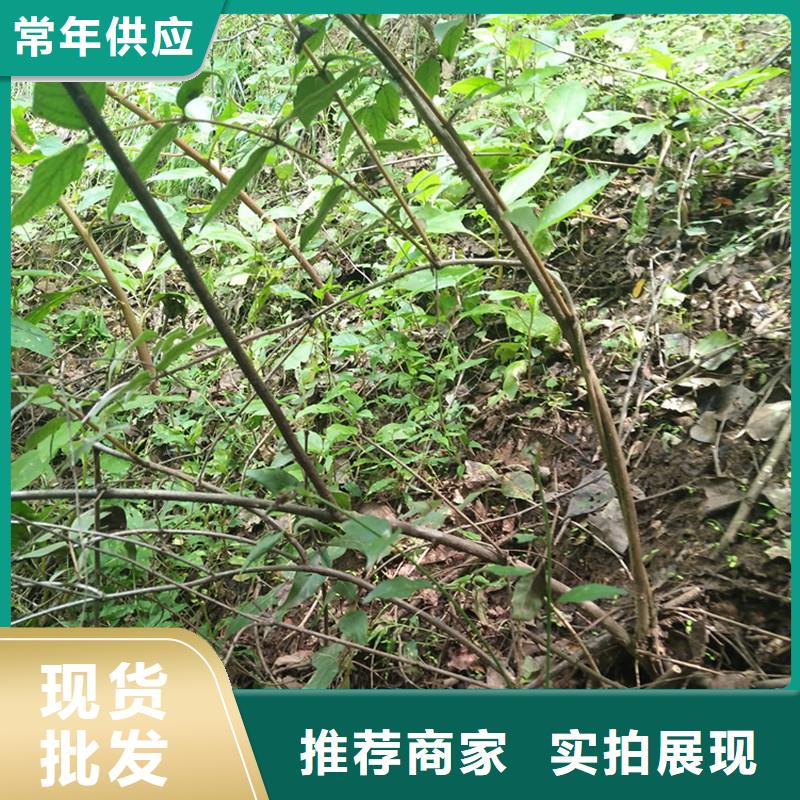 杈杷果_杏树苗长期供应