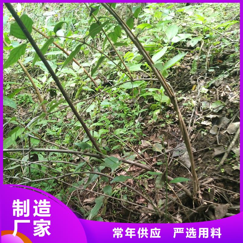 杈杷果石榴樹的圖文介紹