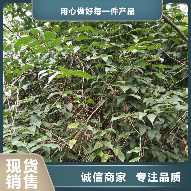 杈杷果櫻桃苗規(guī)格齊全實力廠家