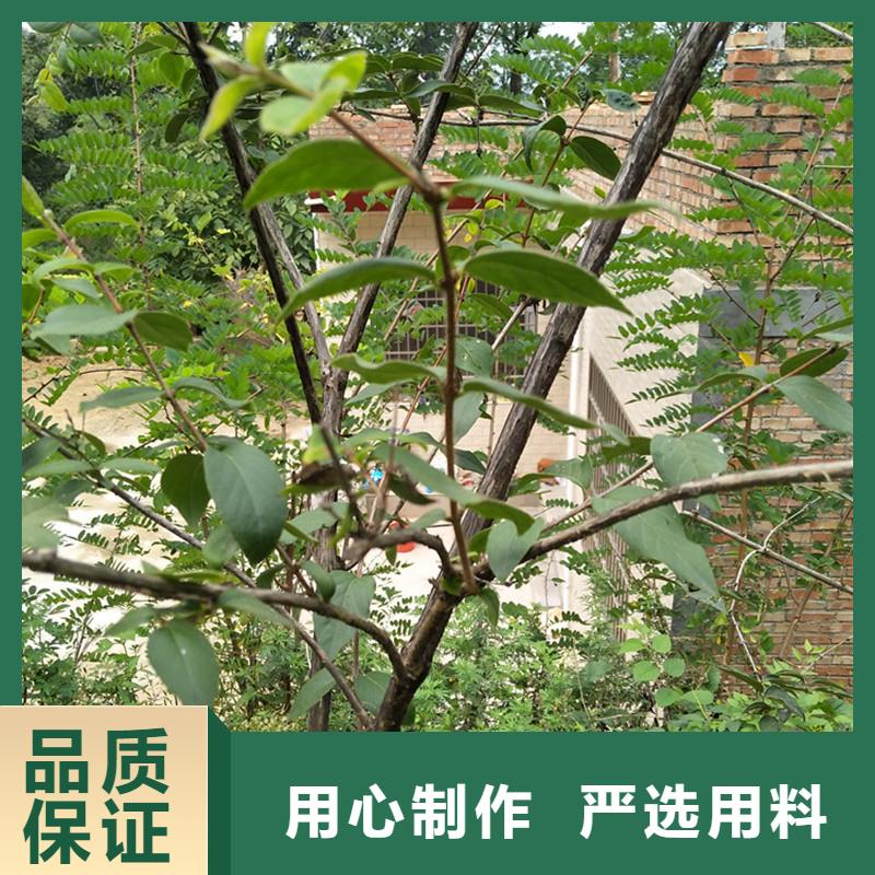 杈杷果_李子苗多年經(jīng)驗值得信賴