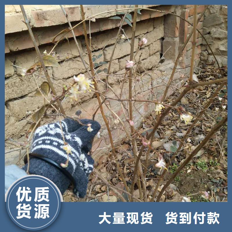 杈杷果李子苗根据要求定制