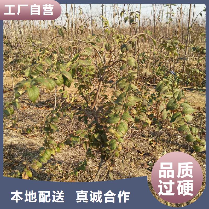杈杷果梨树苗好产品不怕比
