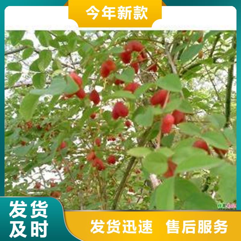 杈杷果梨树苗好产品不怕比