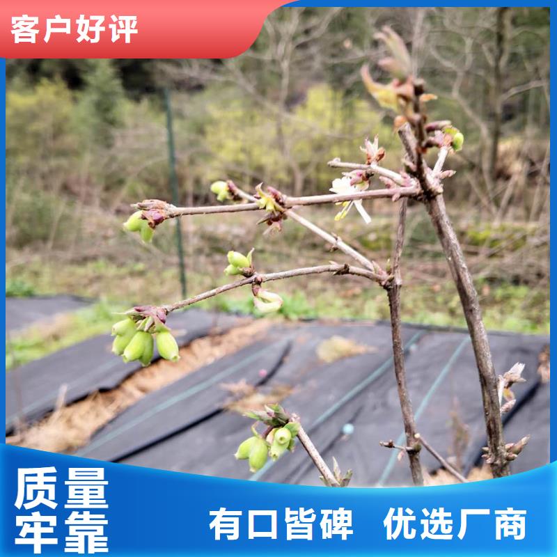 杈杷果梨树苗好产品不怕比