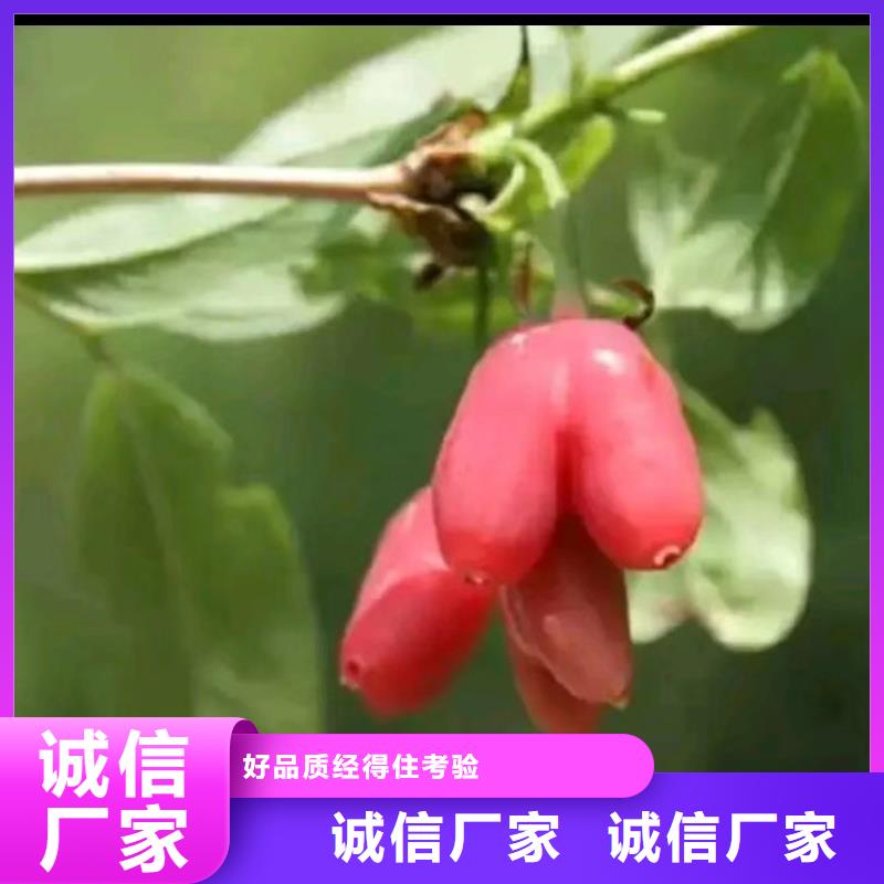 杈杷果梨树苗好产品不怕比