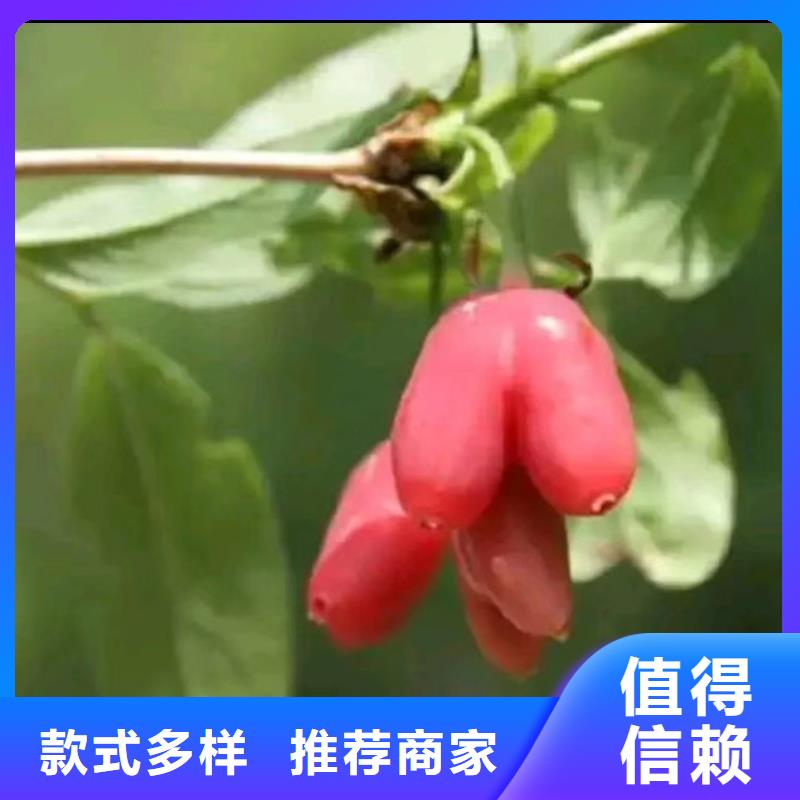 爱情果苗根系发达