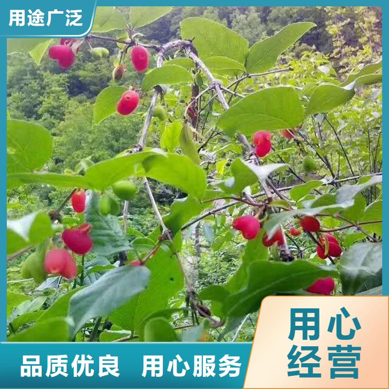 杈杷果,北美冬青符合行业标准