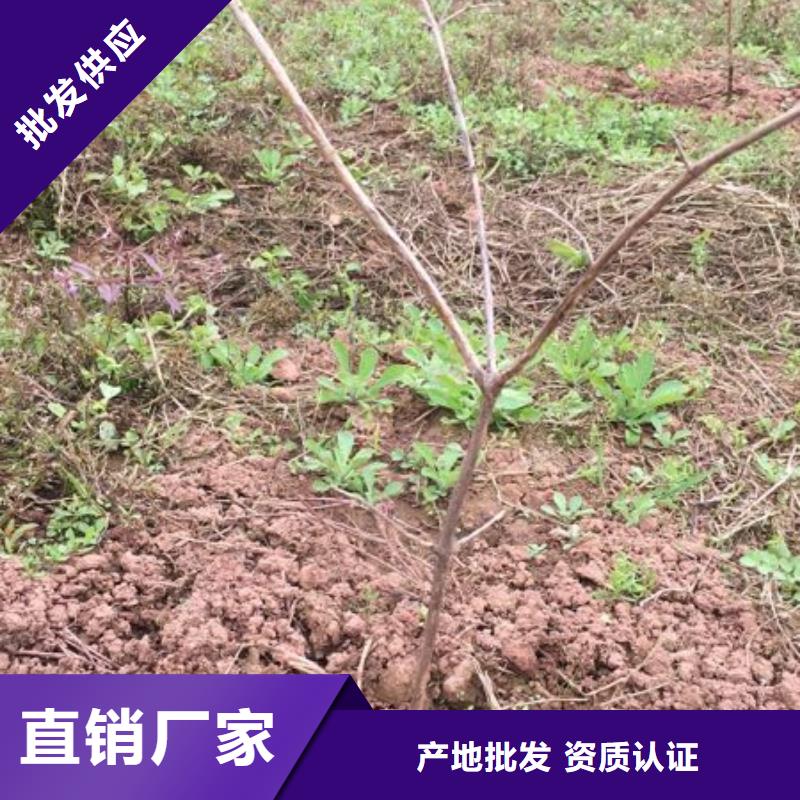 杈杷果_李子苗多年经验值得信赖
