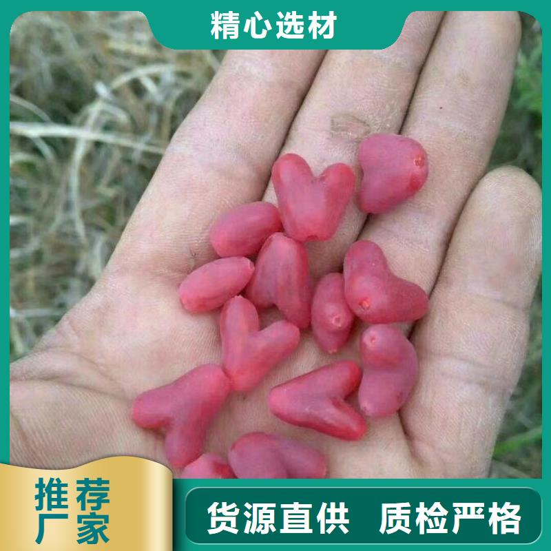 杈杷果櫻桃苗規(guī)格齊全實力廠家
