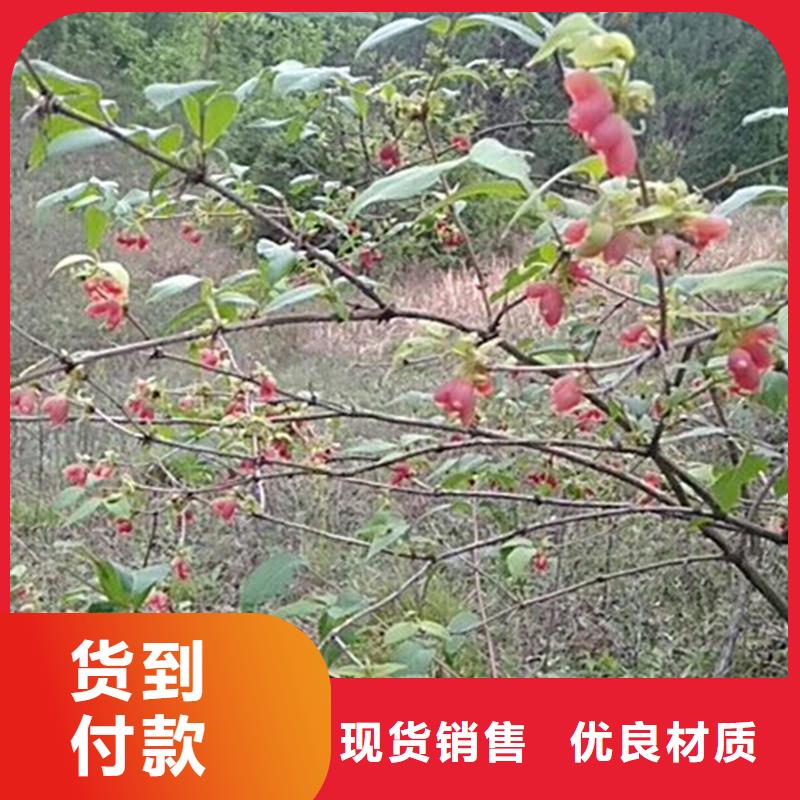 杈杷果_李子苗多年经验值得信赖