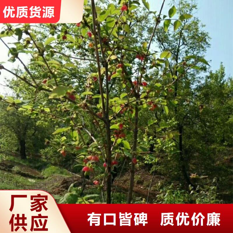 杈杷果_杏树苗长期供应