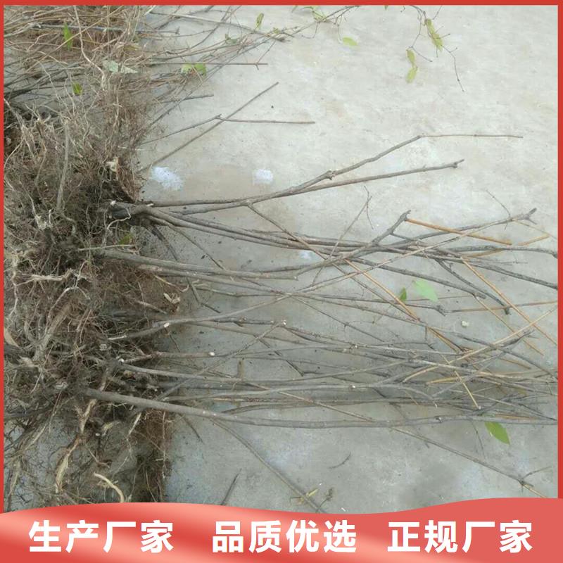 杈杷果李子苗根據(jù)要求定制