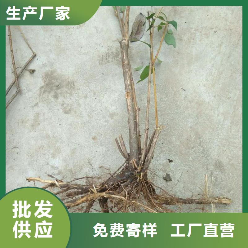 杈杷果_蘋果苗無中間商廠家直銷