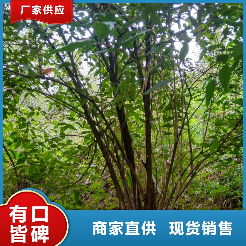 杈杷果_李子苗多年经验值得信赖