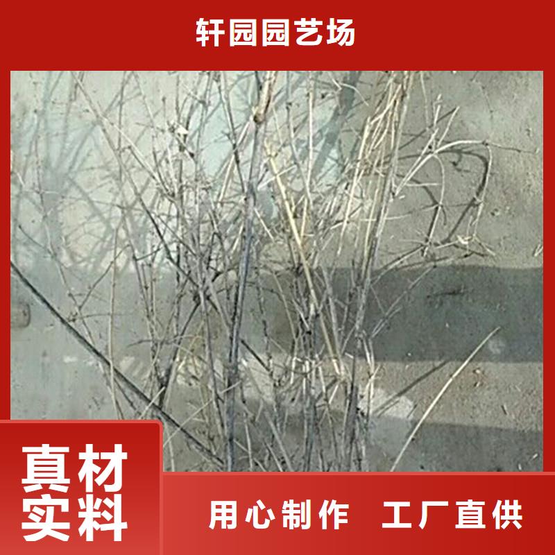 杈杷果,北美冬青符合行业标准