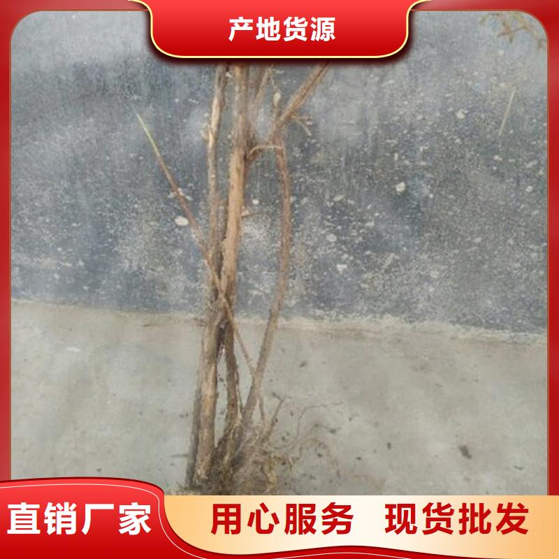 杈杷果李子苗根据要求定制