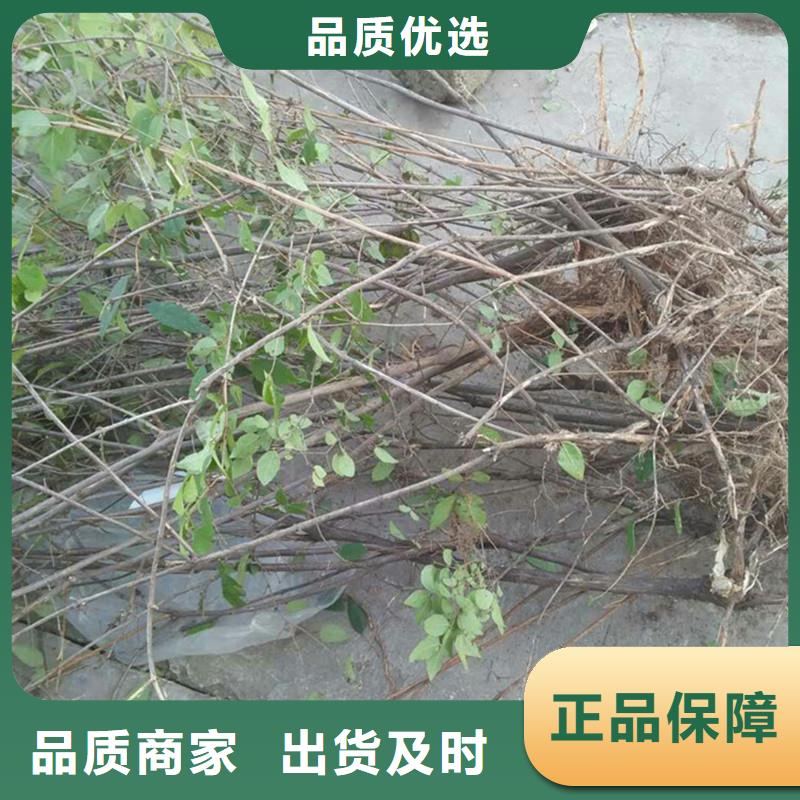 杈杷果_李子苗多年經(jīng)驗值得信賴