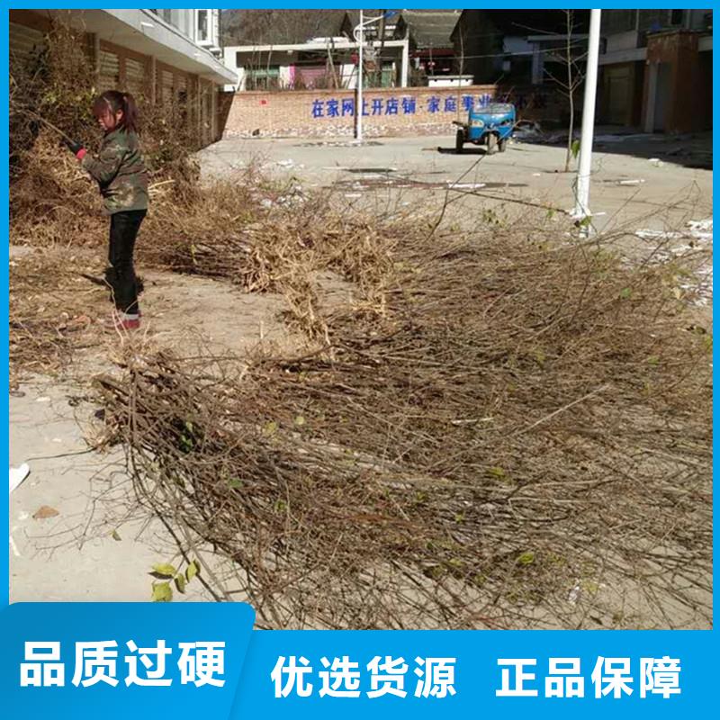 杈杷果樱桃苗规格齐全实力厂家
