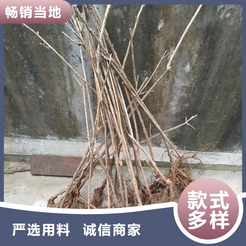 杈杷果,北美冬青符合行业标准