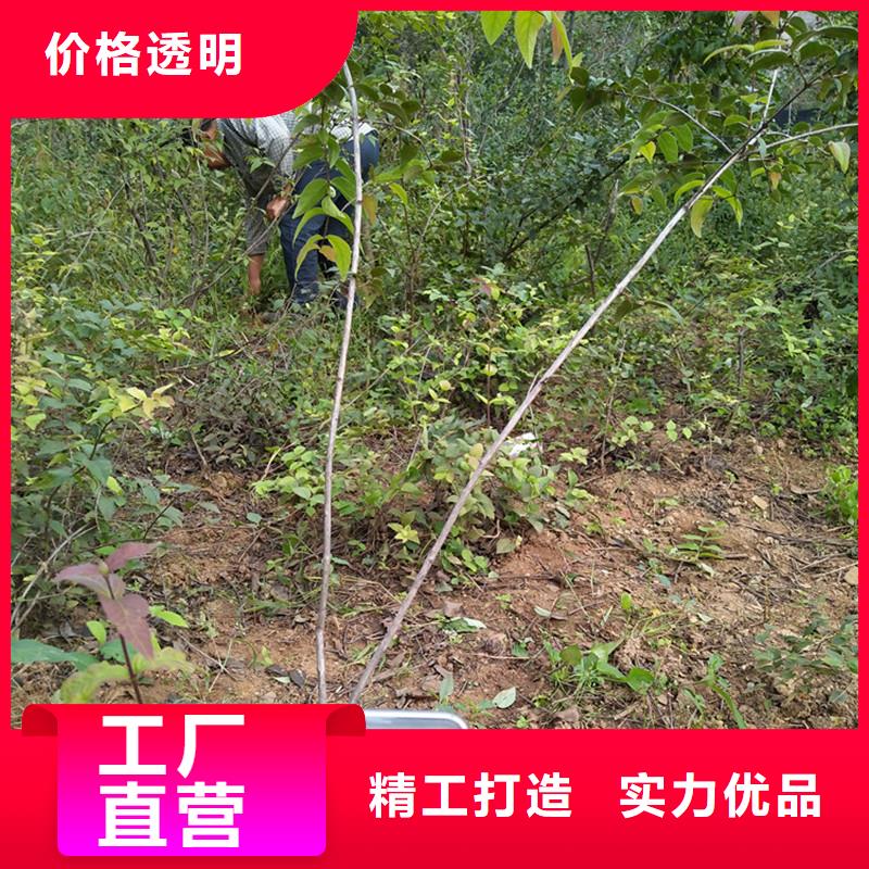 杈杷果李子苗根据要求定制