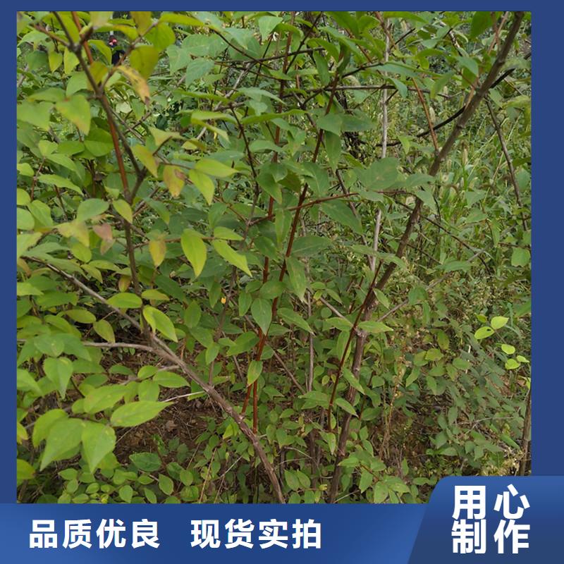 杈杷果,樱桃苗多年厂家可靠