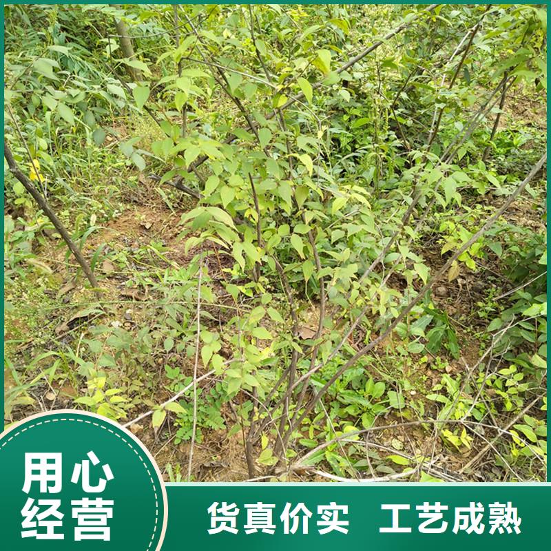 杈杷果_蘋果苗無中間商廠家直銷