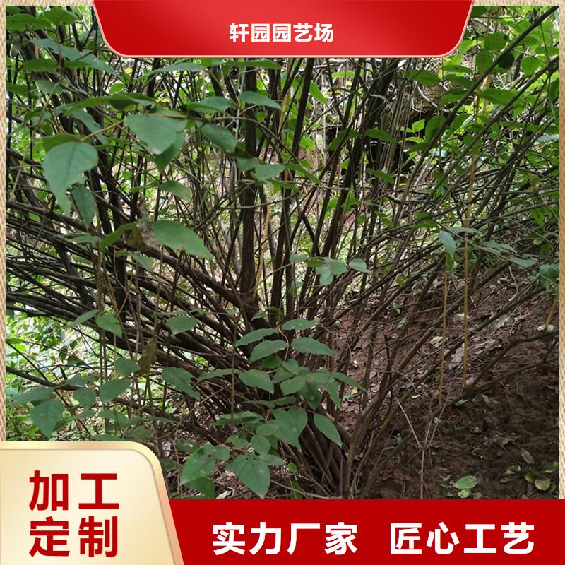杈杷果_石榴樹質(zhì)優(yōu)價保