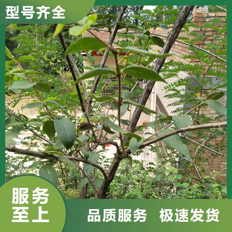 杈杷果櫻桃苗規(guī)格齊全實力廠家