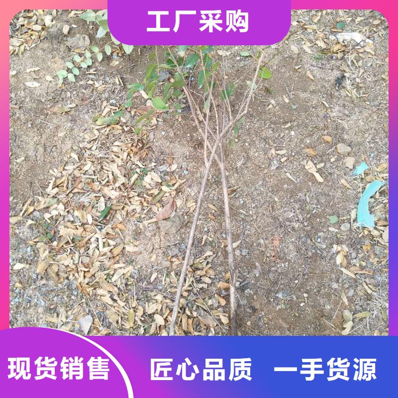 杈杷果,瑪瑙紅石榴苗現(xiàn)貨快速采購
