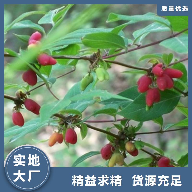 杈杷果櫻桃苗規(guī)格齊全實力廠家