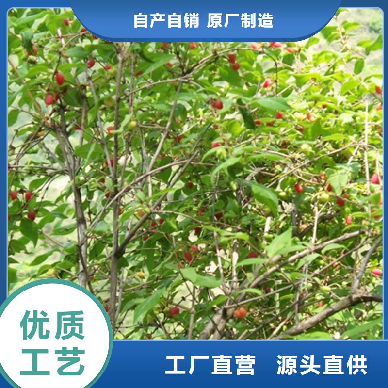 杈杷果,北美冬青符合行业标准