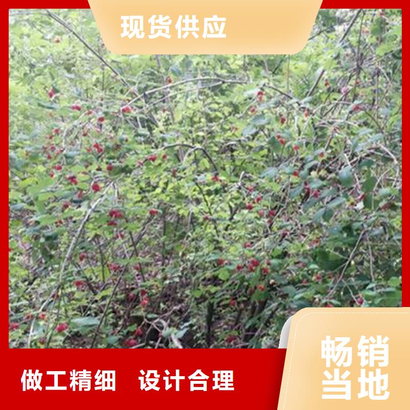 杈杷果,北美冬青符合行业标准