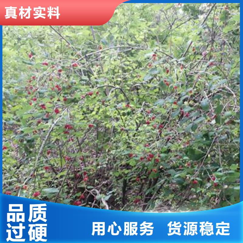 杈杷果,北美冬青符合行业标准
