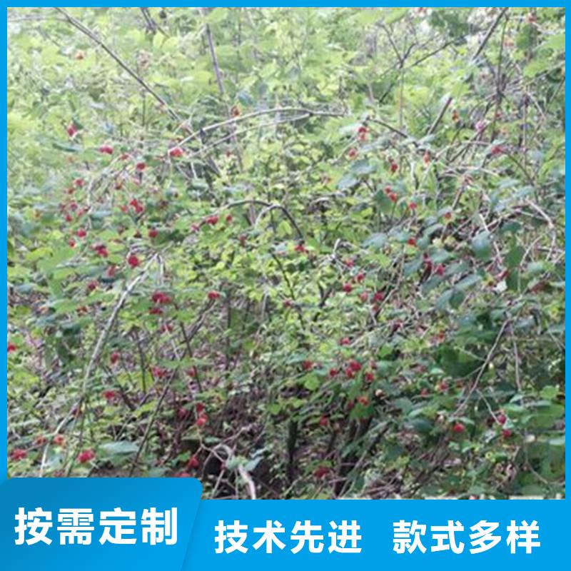 杈杷果,北美冬青符合行业标准