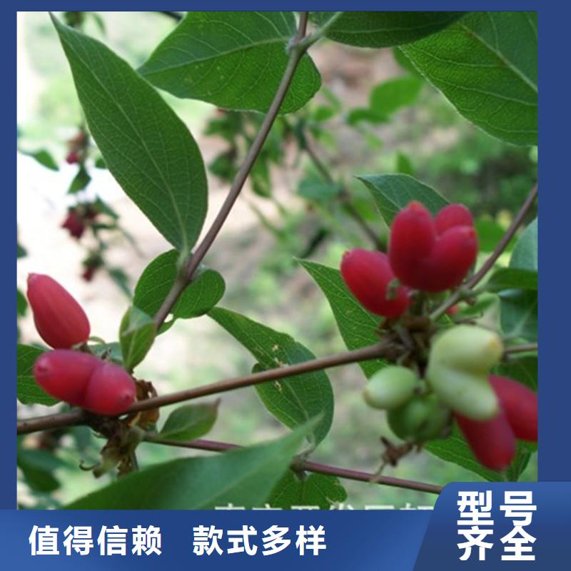 杈杷果梨树苗好产品不怕比