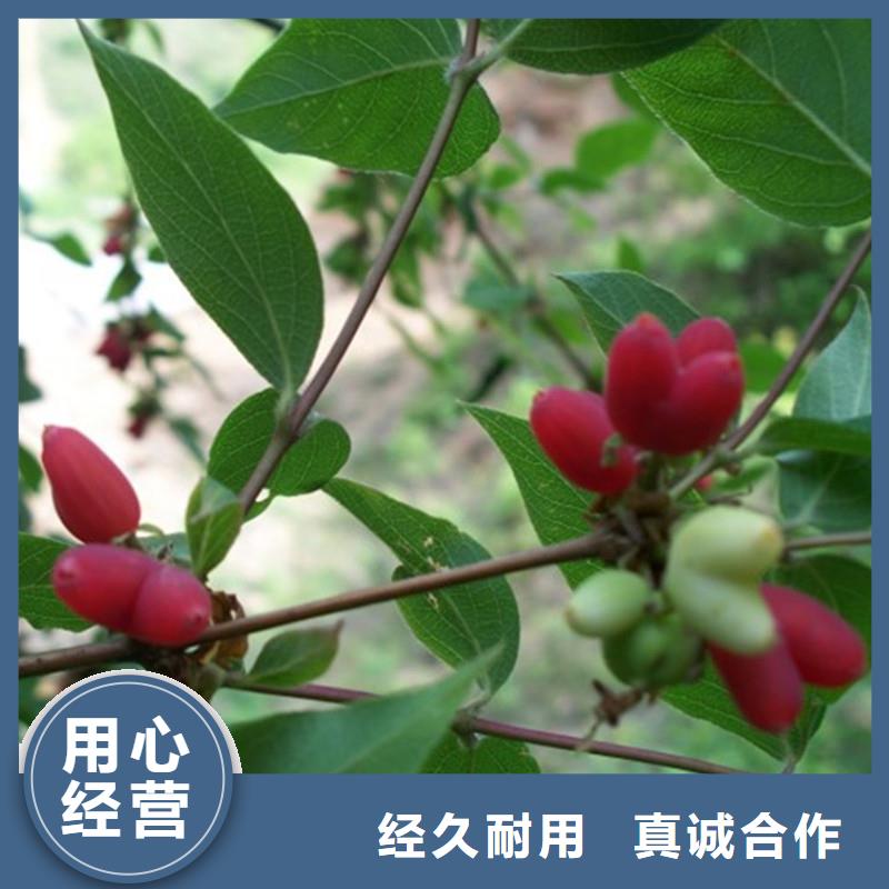 杈杷果桃樹苗好產(chǎn)品有口碑