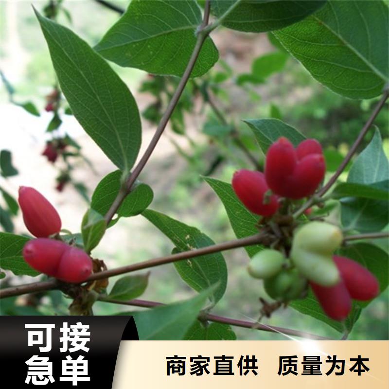 杈杷果,北美冬青符合行业标准