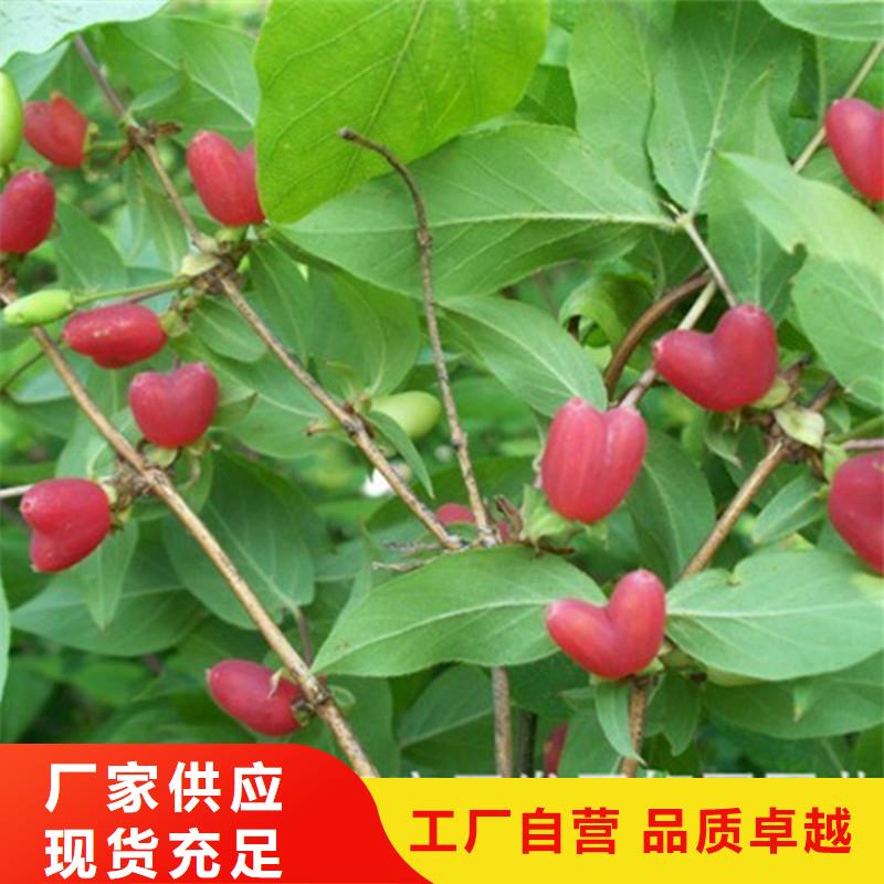 杈杷果_苹果苗无中间商厂家直销