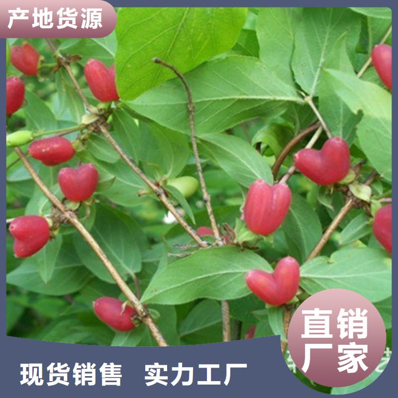杈杷果桃樹苗好產(chǎn)品有口碑