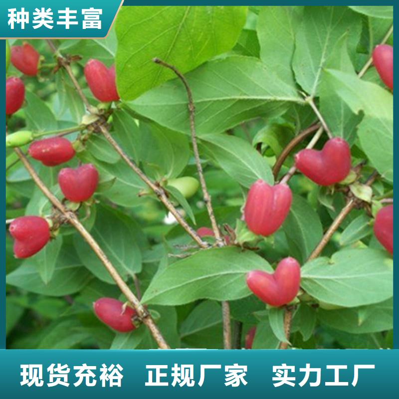 杈杷果,北美冬青符合行业标准
