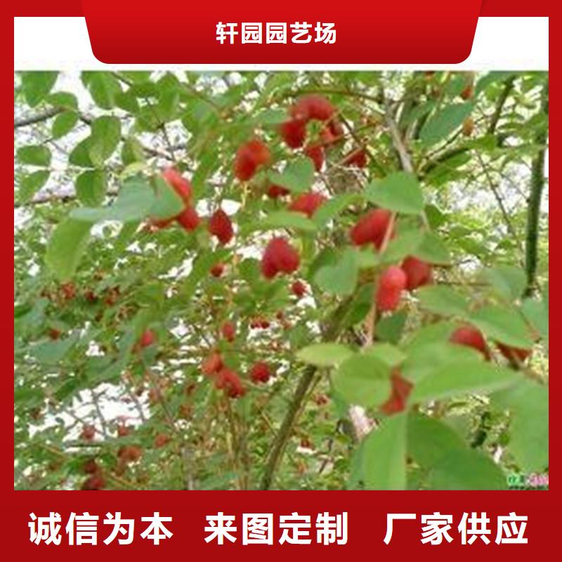 杈杷果櫻桃苗規(guī)格齊全實力廠家