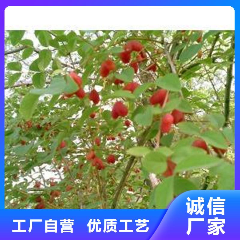 杈杷果桃樹苗好產(chǎn)品有口碑