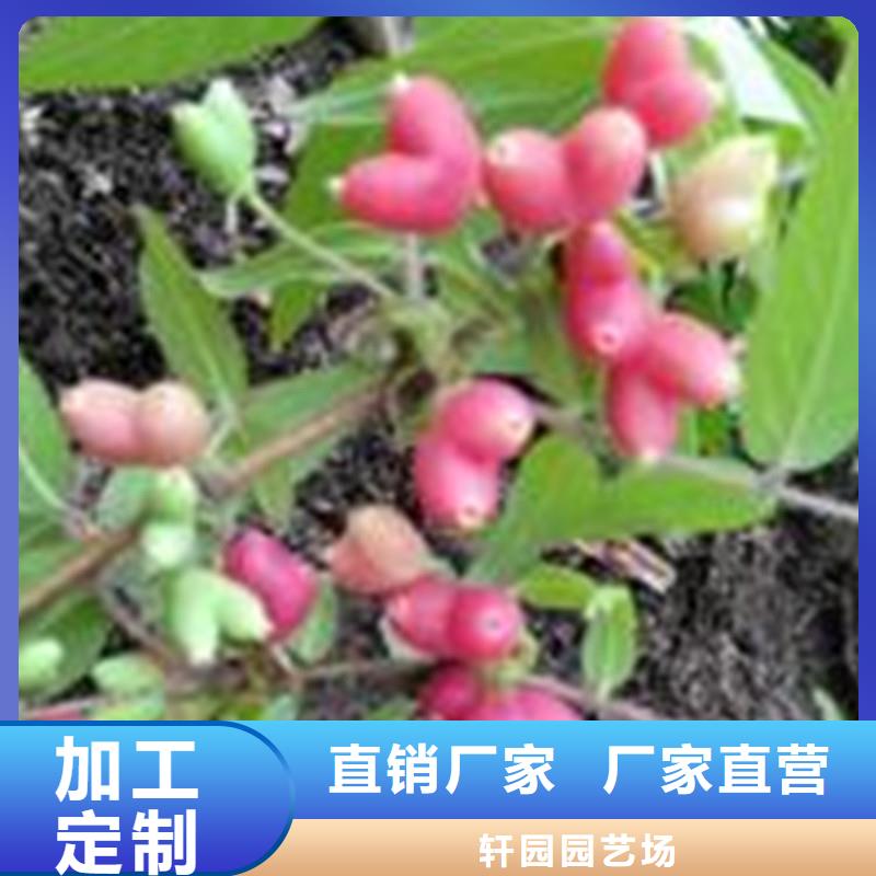 杈杷果桃樹苗好產(chǎn)品有口碑